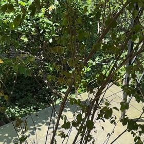 Photo of the plant species Crape Myrtle by @MerryEmerald named Pax on Greg, the plant care app