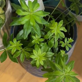 Photo of the plant species Woodruff by @MerryEmerald named Stella on Greg, the plant care app