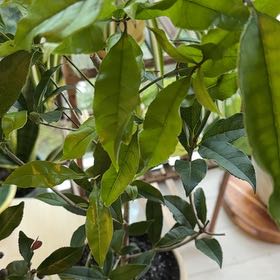 Photo of the plant species Sweet Olive by @MerryEmerald named Doja Cat on Greg, the plant care app