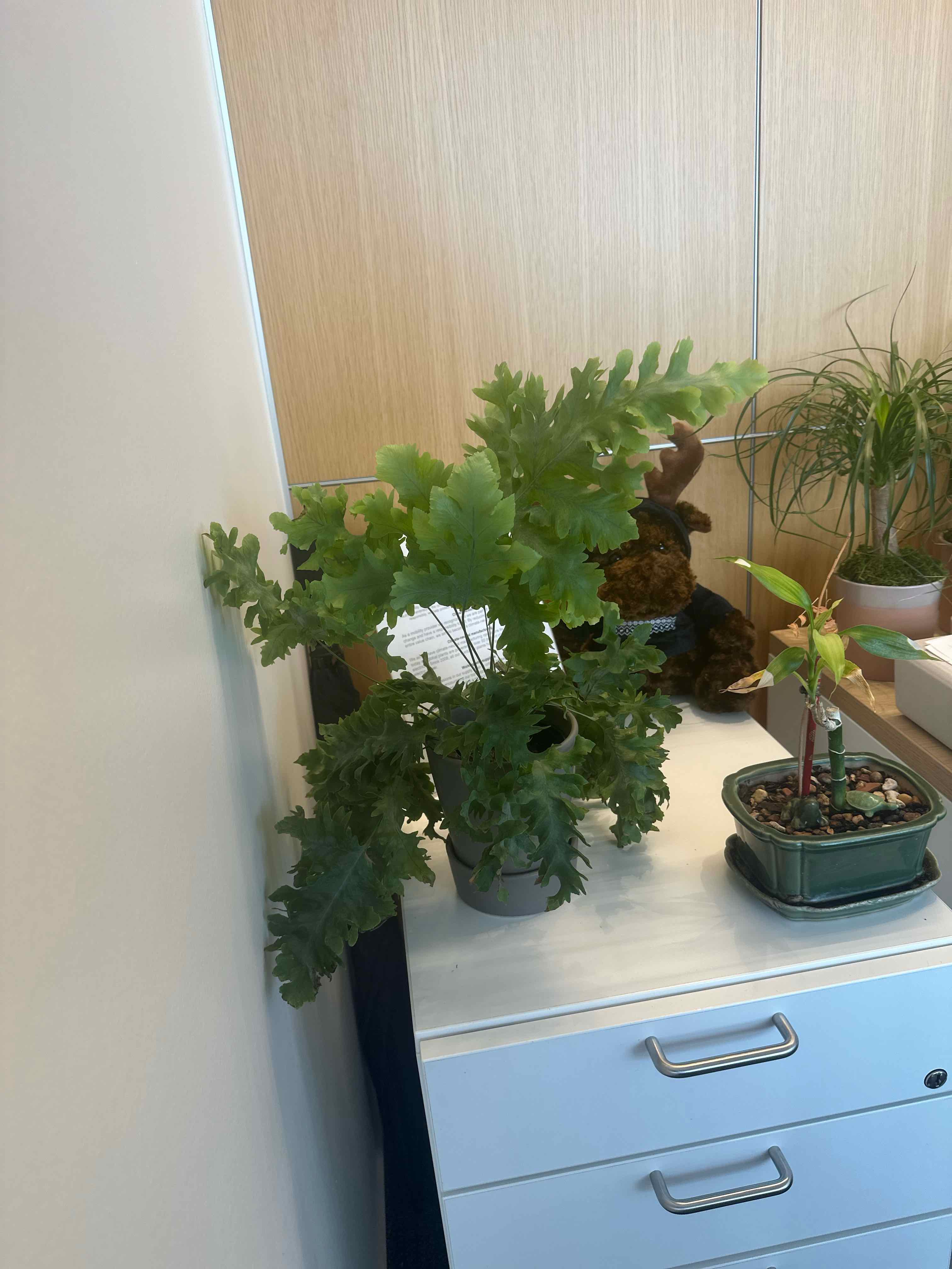 Phlebodium 'Davana' plant on a white cabinet, appears healthy with green leaves.