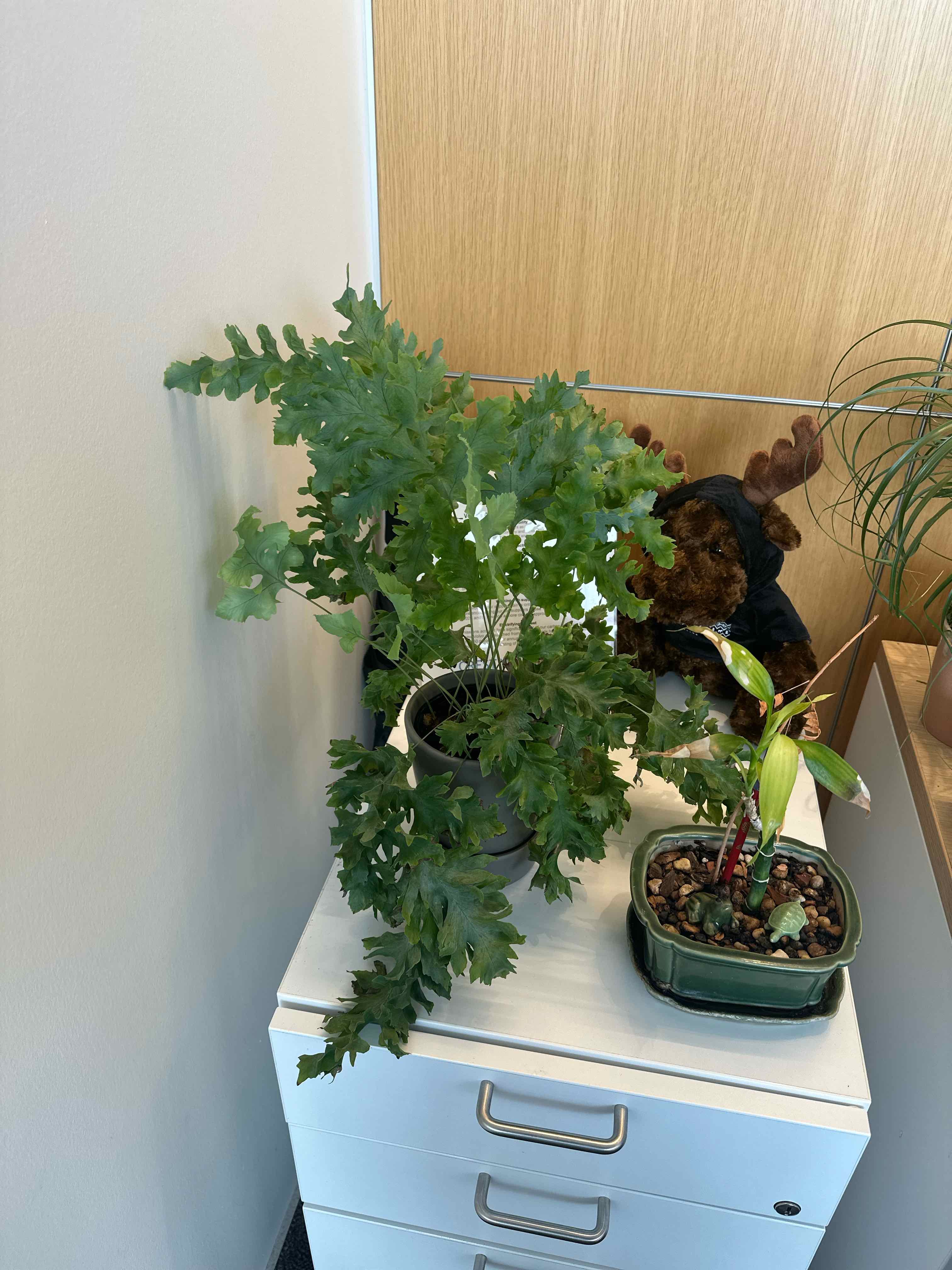 Phlebodium 'Davana' plant on a white cabinet, healthy green leaves, no visible discoloration.