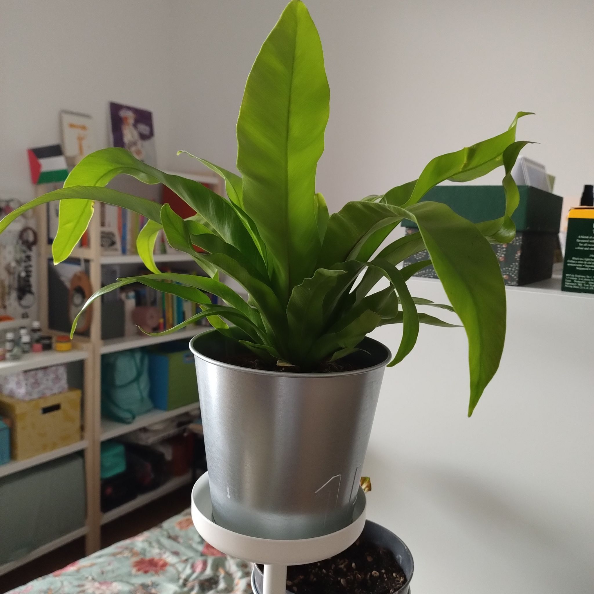 Japanese Bird's Nest Fern in a pot with vibrant green leaves, well-framed and in focus.