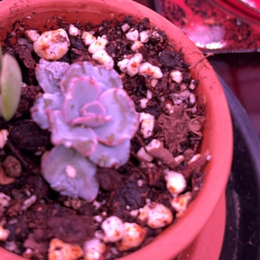 Photo of the plant species Echeveria Linguas by @VerifiedSalad named Baby on Greg, the plant care app