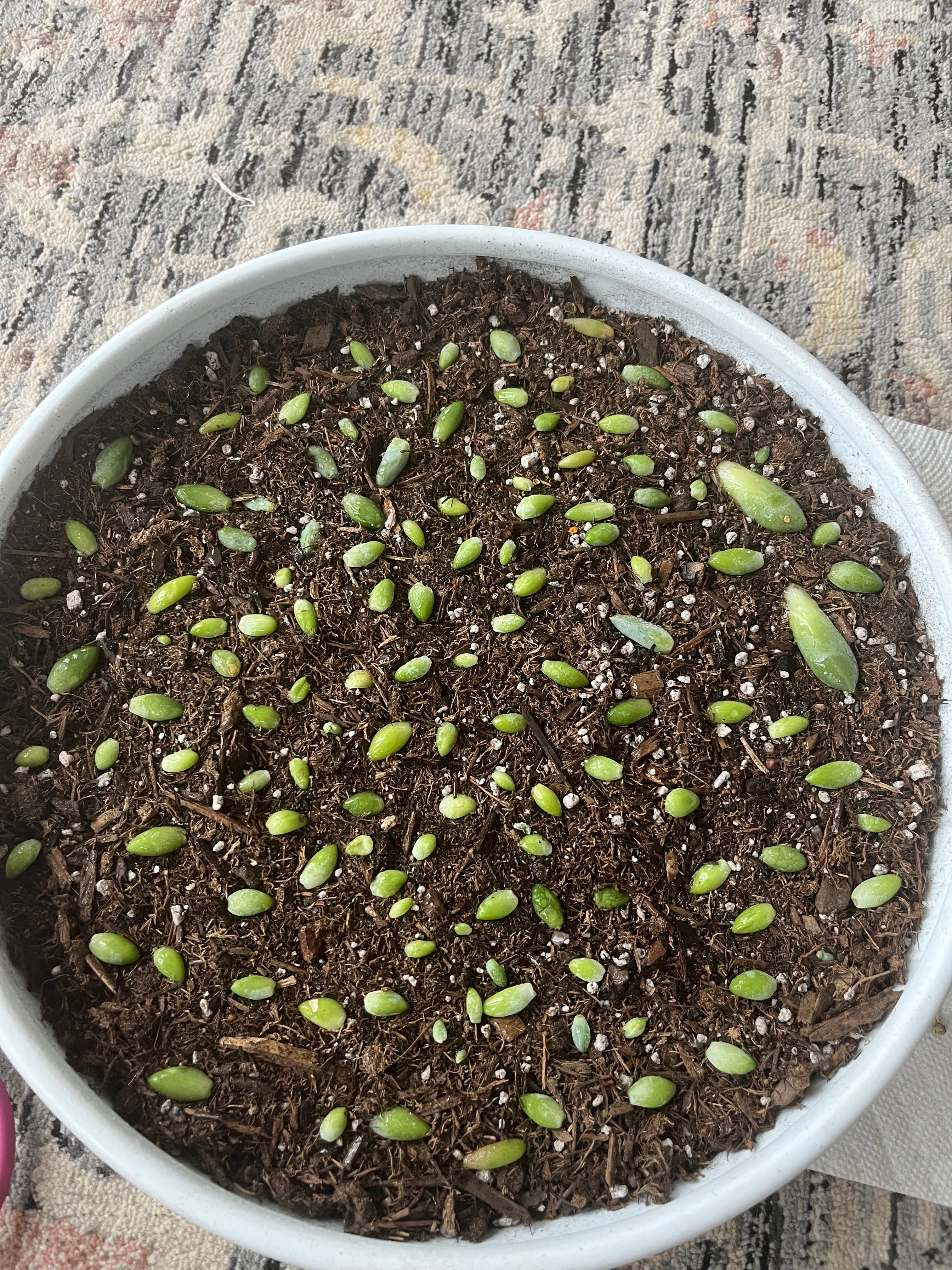 Propagating Donkey Tails