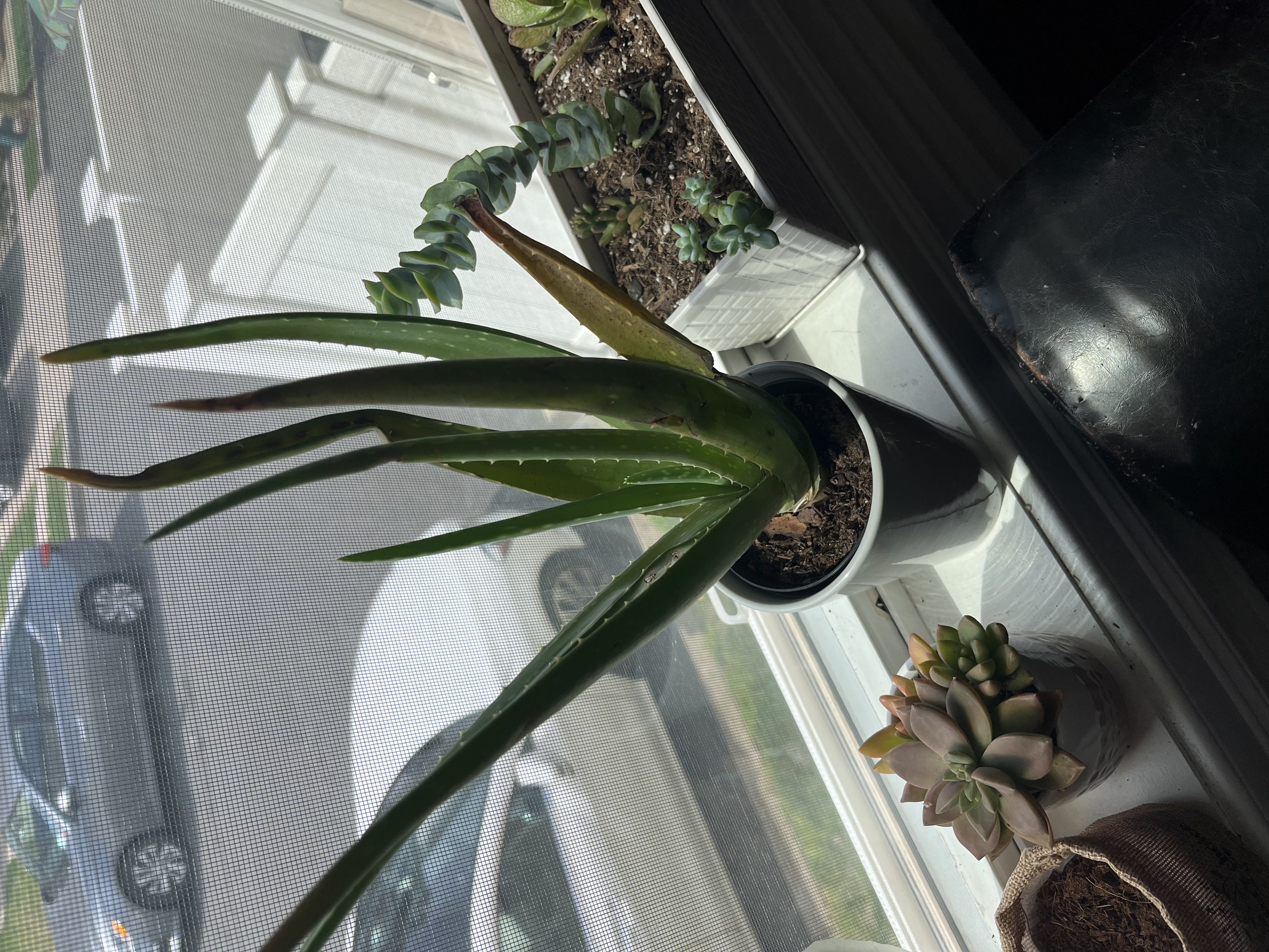 Photo from the post