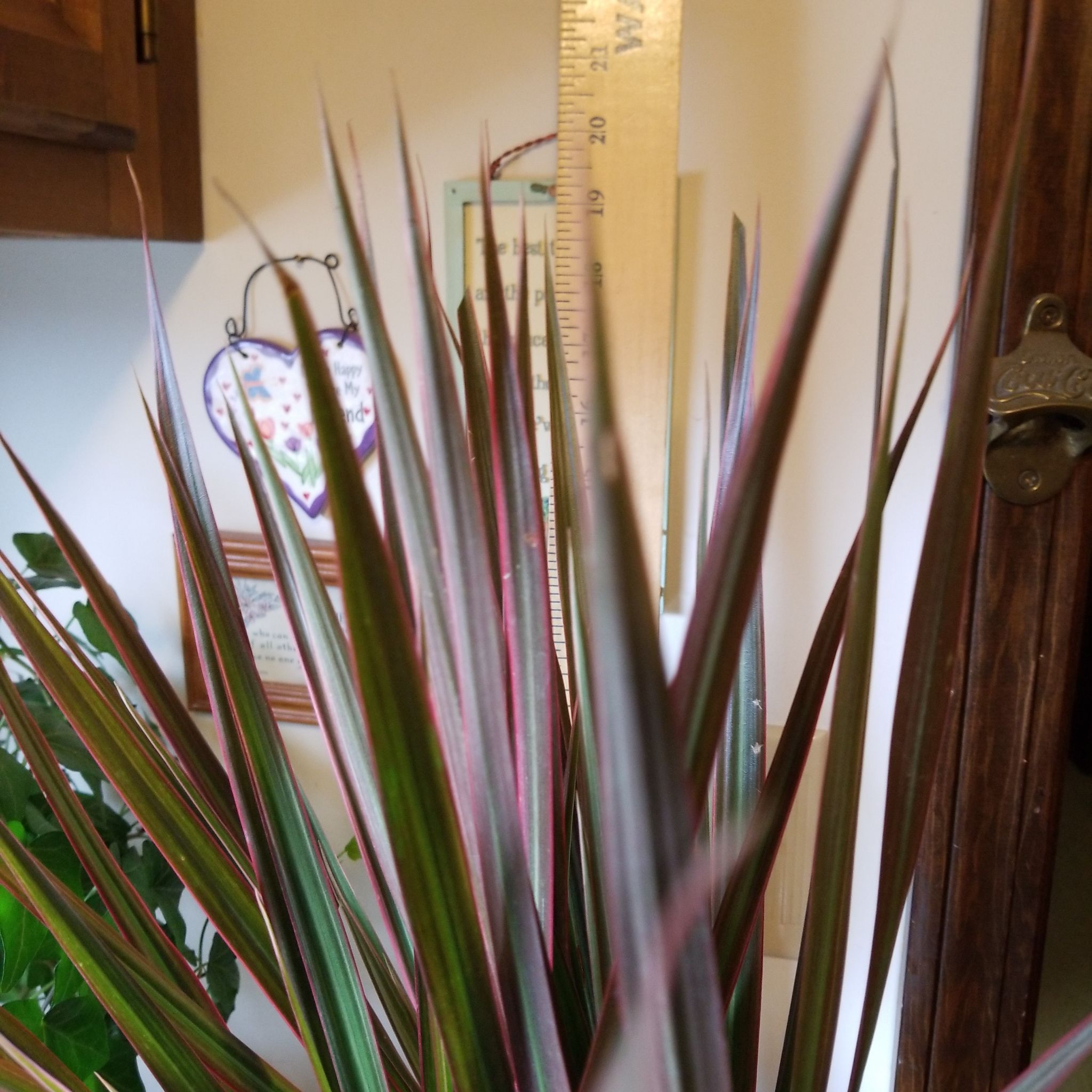 Dracaena plant with long, narrow leaves indoors, ruler in background.
