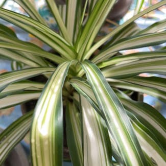 Spider Plant plant in Grayslake, Illinois