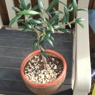 Olive Tree plant in Lindenwold, New Jersey