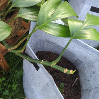 Monstera plant in Lindenwold, New Jersey