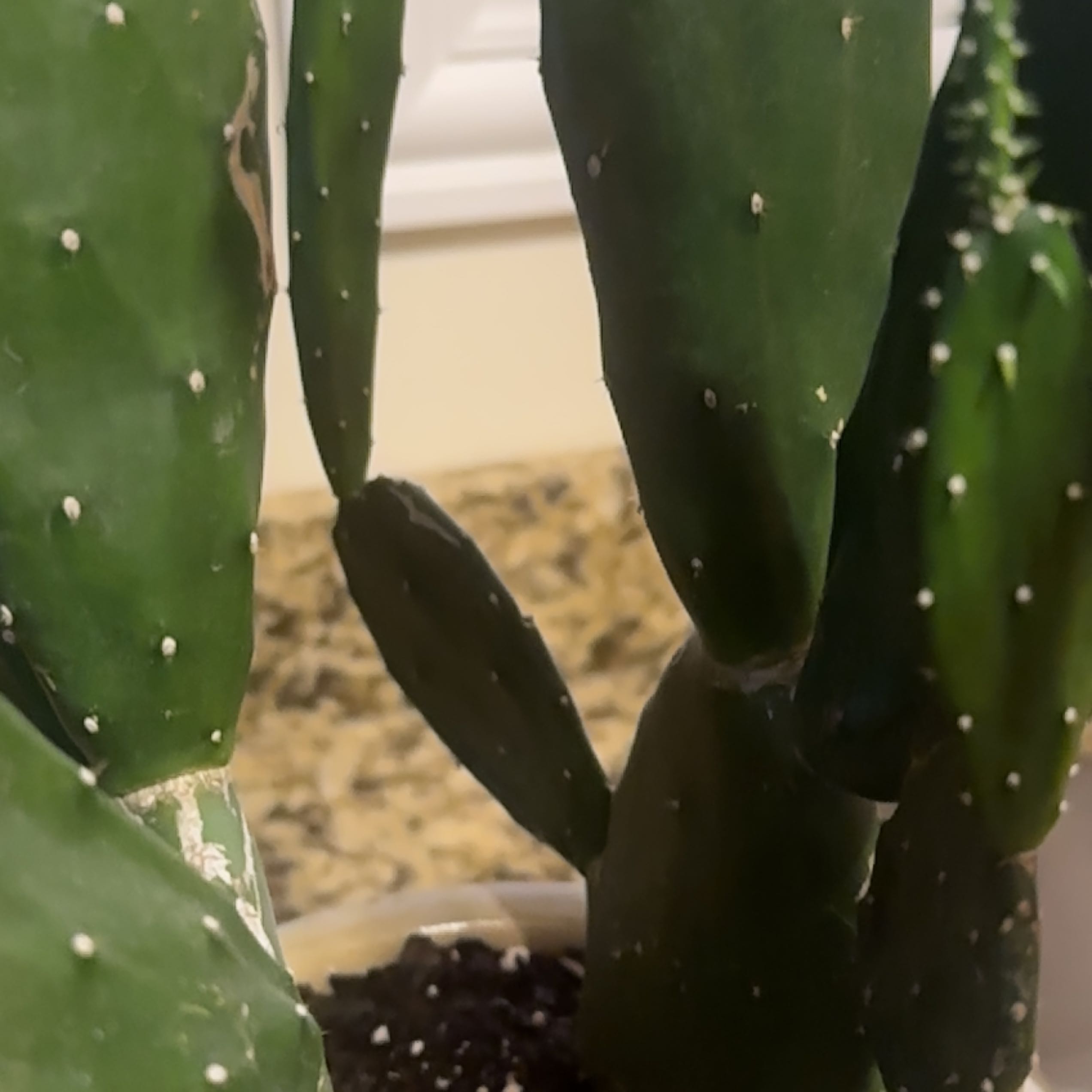 Cochineal Cactus with green pads and small white spots in a pot with visible soil.