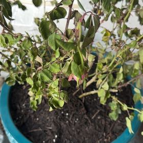 Photo of the plant species Knockout Red Rose by @SensiblePawpaw named Dolores on Greg, the plant care app
