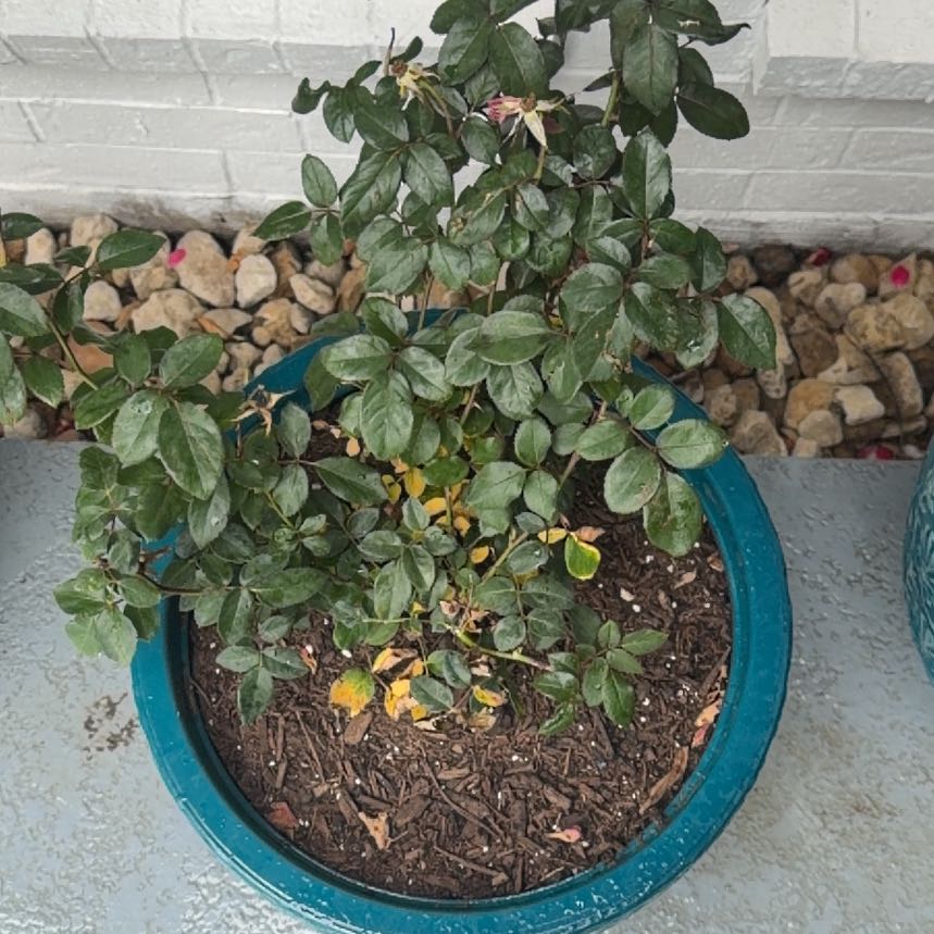 Photo of the plant species Knock Out Roses by @SensiblePawpaw named Einstein on Greg, the plant care app
