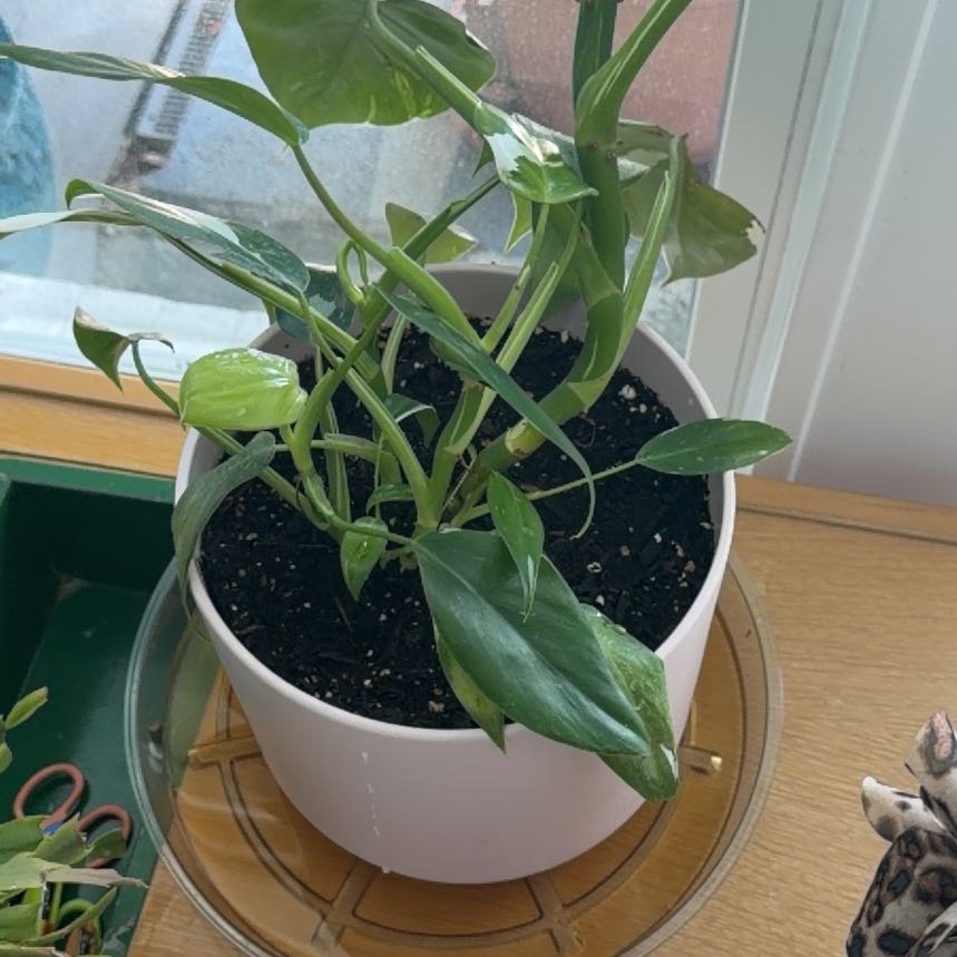 Photo of the plant species Philodendron 'White Wizard' by @SensiblePawpaw named Queen on Greg, the plant care app
