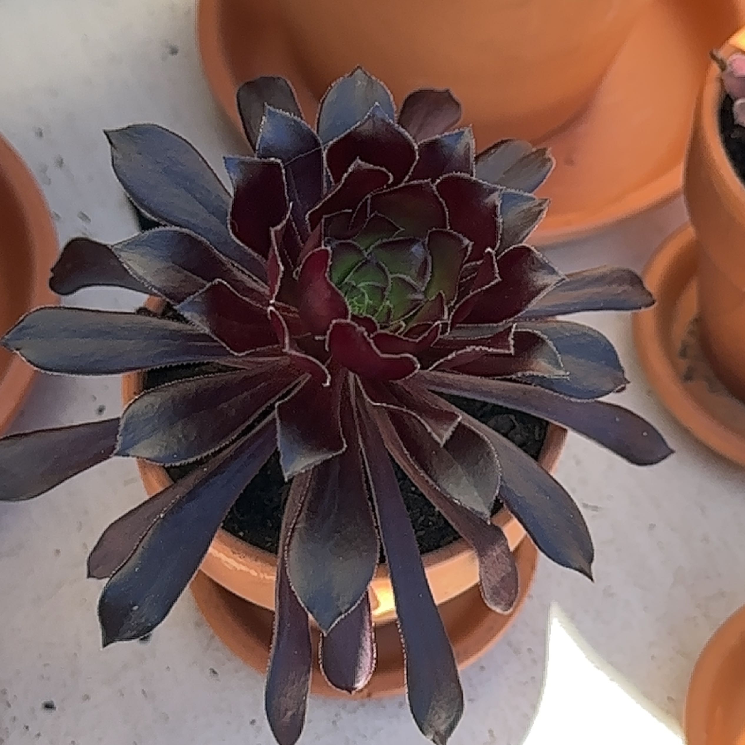 Aeonium arboreum 'Zwartkop' plant in a terracotta pot with dark, vibrant leaves.