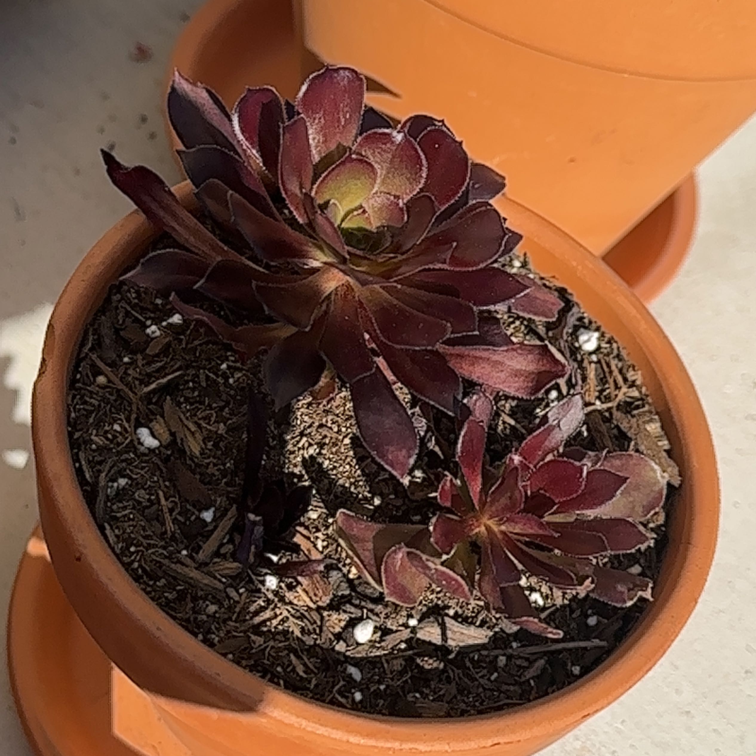 Potted Aeonium arboreum 'Zwartkop' with dark purple leaves in a terracotta pot.