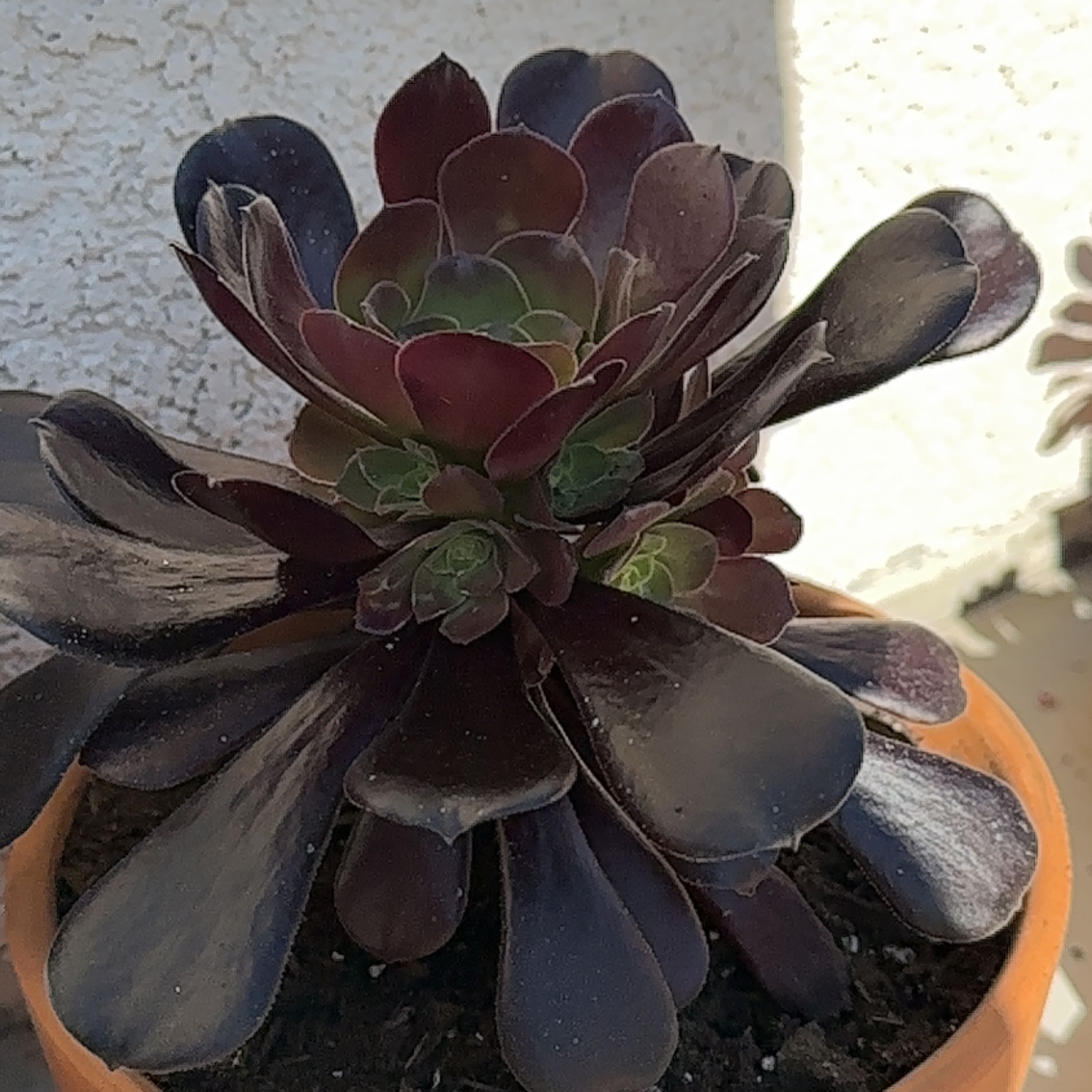 Photo of the plant species Purple Rose by @RegalTigerlily named James Dean on Greg, the plant care app