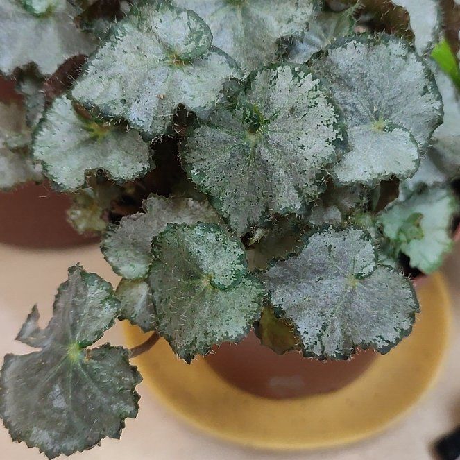 Photo of the plant species Begonia hemsleyana by @GuruWoodruff named Kesha on Greg, the plant care app