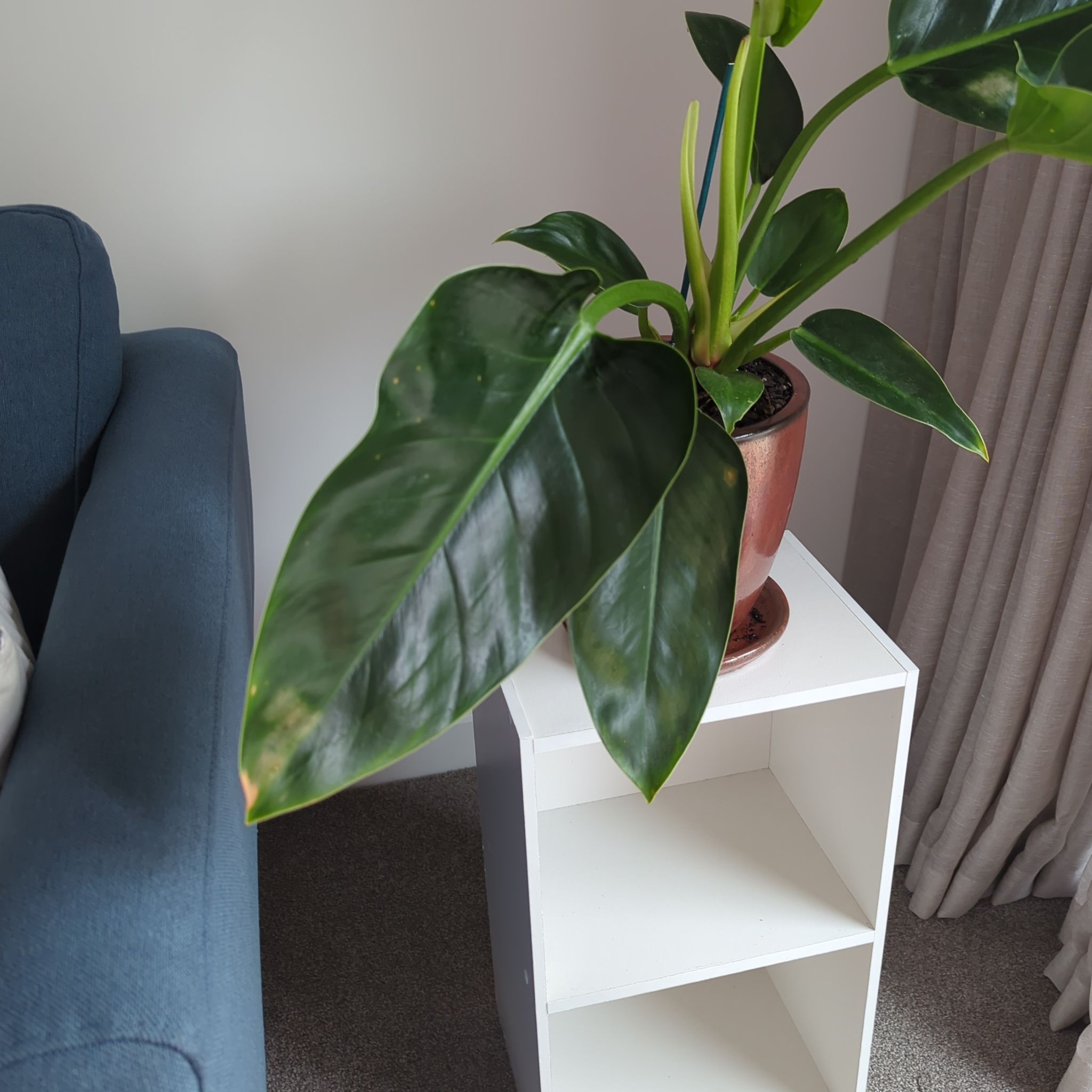 Photo of the plant species Philodendron Millions by @ZanyBrowallia named Phil on Greg, the plant care app