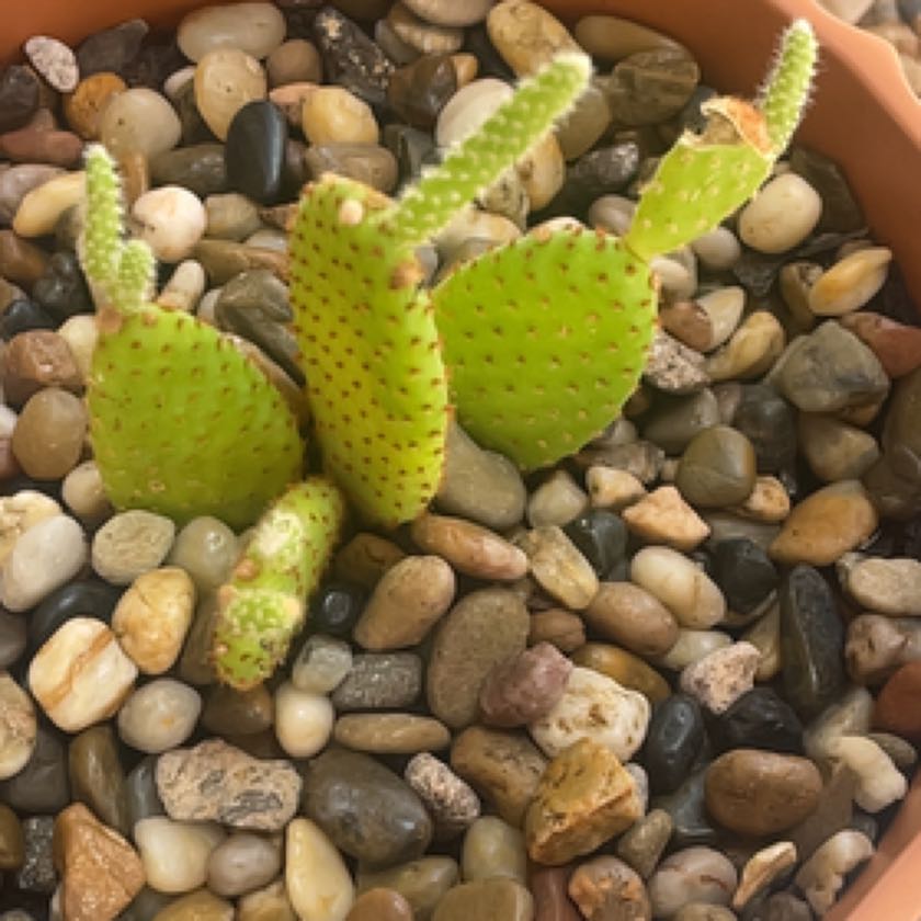 Spike