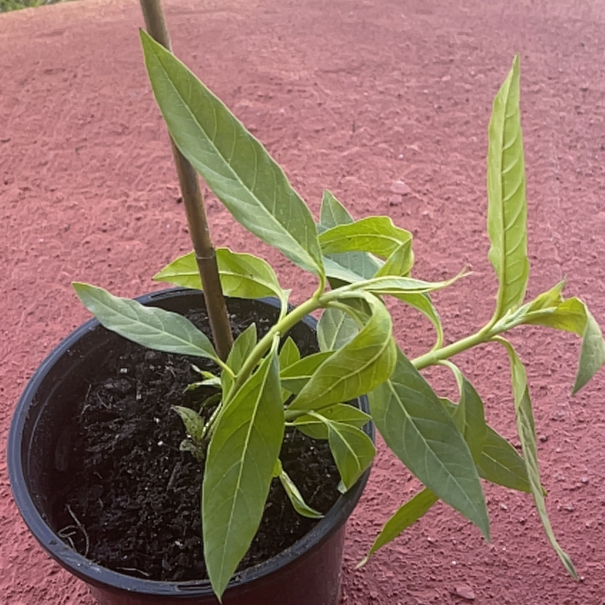 Potted Scarlet Milkweed plant with elongated green leaves on a red surface.