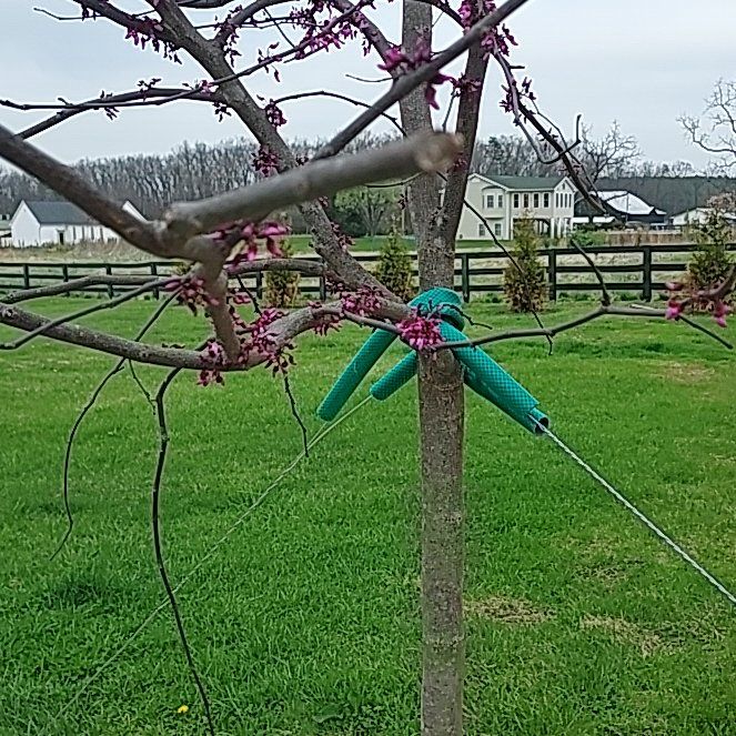 Photo of the plant species Judas Tree by @CognizantLilac named Clooney on Greg, the plant care app