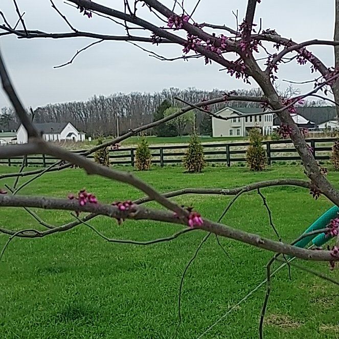 Photo of the plant species Mexican Redbud by @CognizantLilac named Tree Diddy on Greg, the plant care app