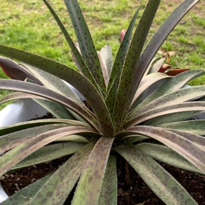 Photo of the plant species Manfreda undulata 'Mint Chocolate Chip' by @Ambers-oasis named Winston on Greg, the plant care app