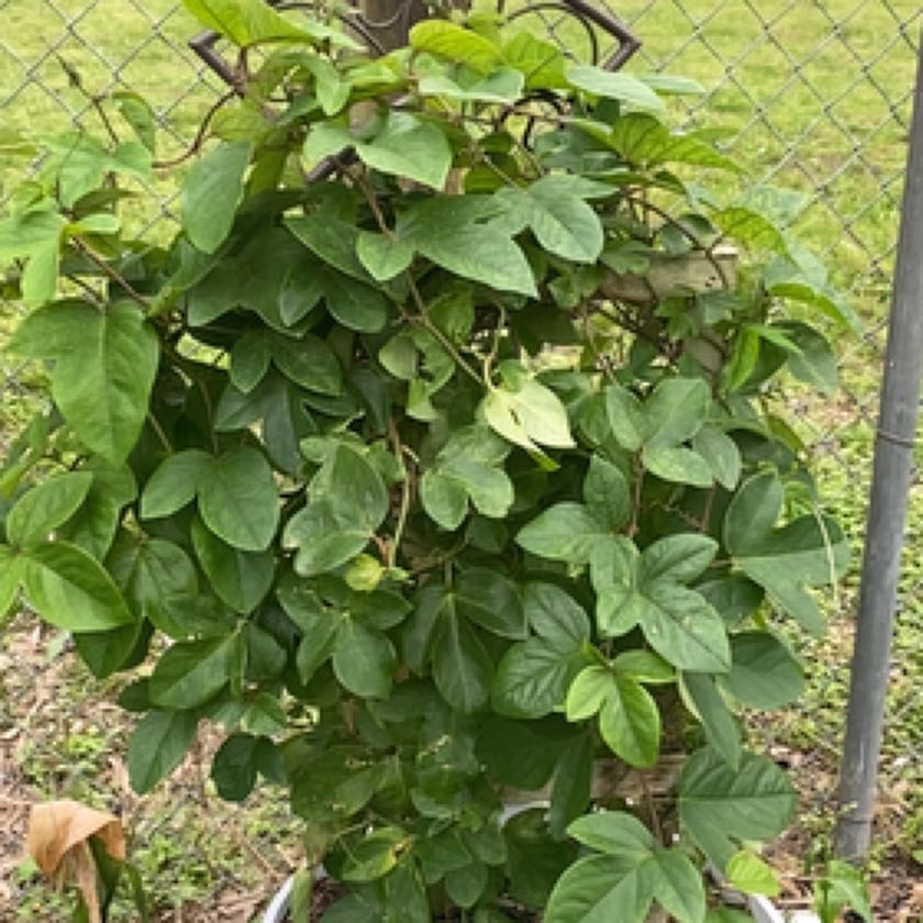 Photo of the plant species Passion Vine by @Ambers-oasis named Bigleef Smalls on Greg, the plant care app