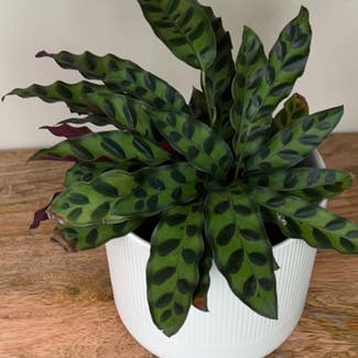 Rattlesnake Plant plant in Marquette, Michigan