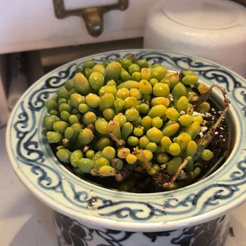 Photo of the plant species Dragon Egg Succulent by @msGinroom13 named Miles on Greg, the plant care app