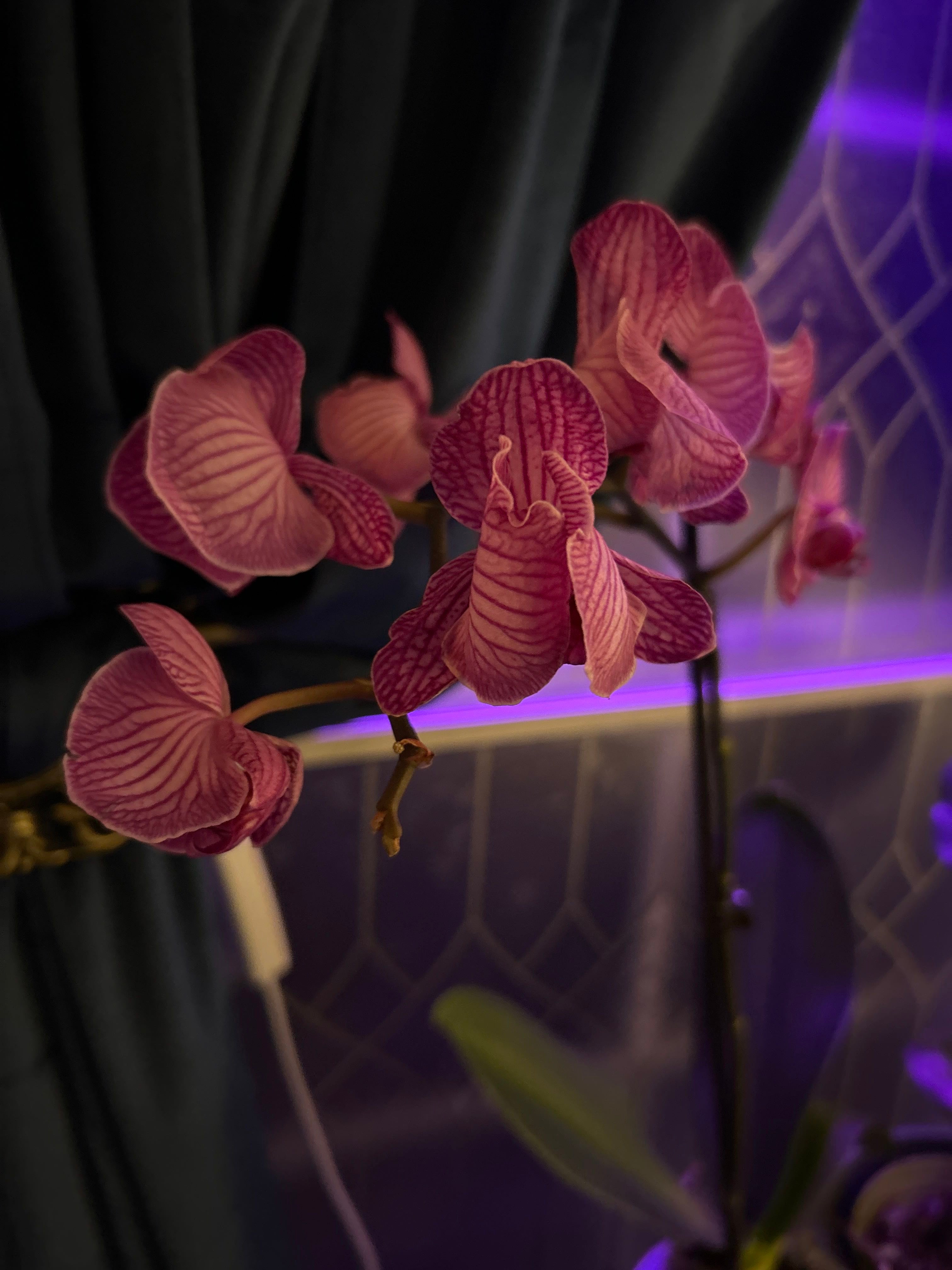 🌀 Why Are My Phalaenopsis Orchid Leaves Curling?