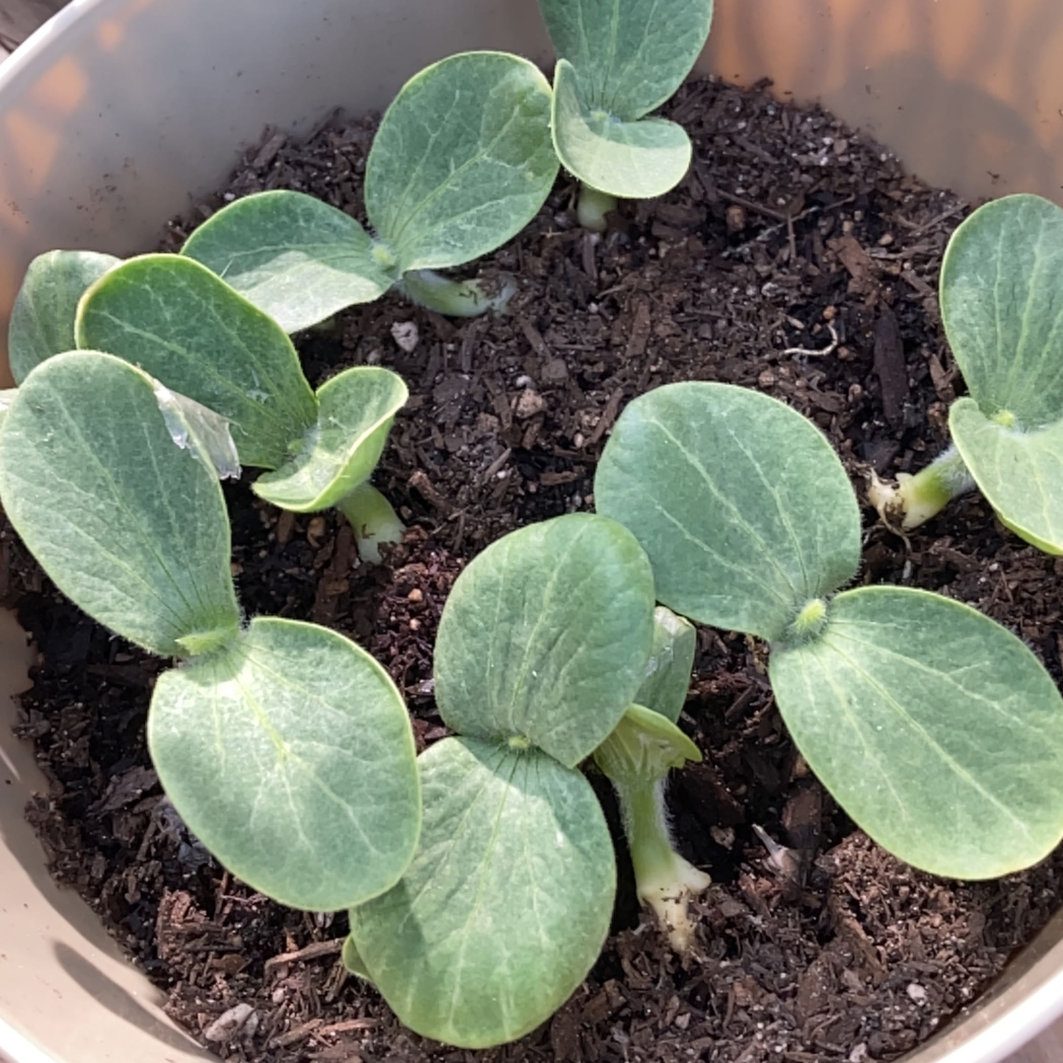 Photo of the plant species Pumpkin Rougue Vif D'Etampes by @GodlyZebrina named Sanders on Greg, the plant care app