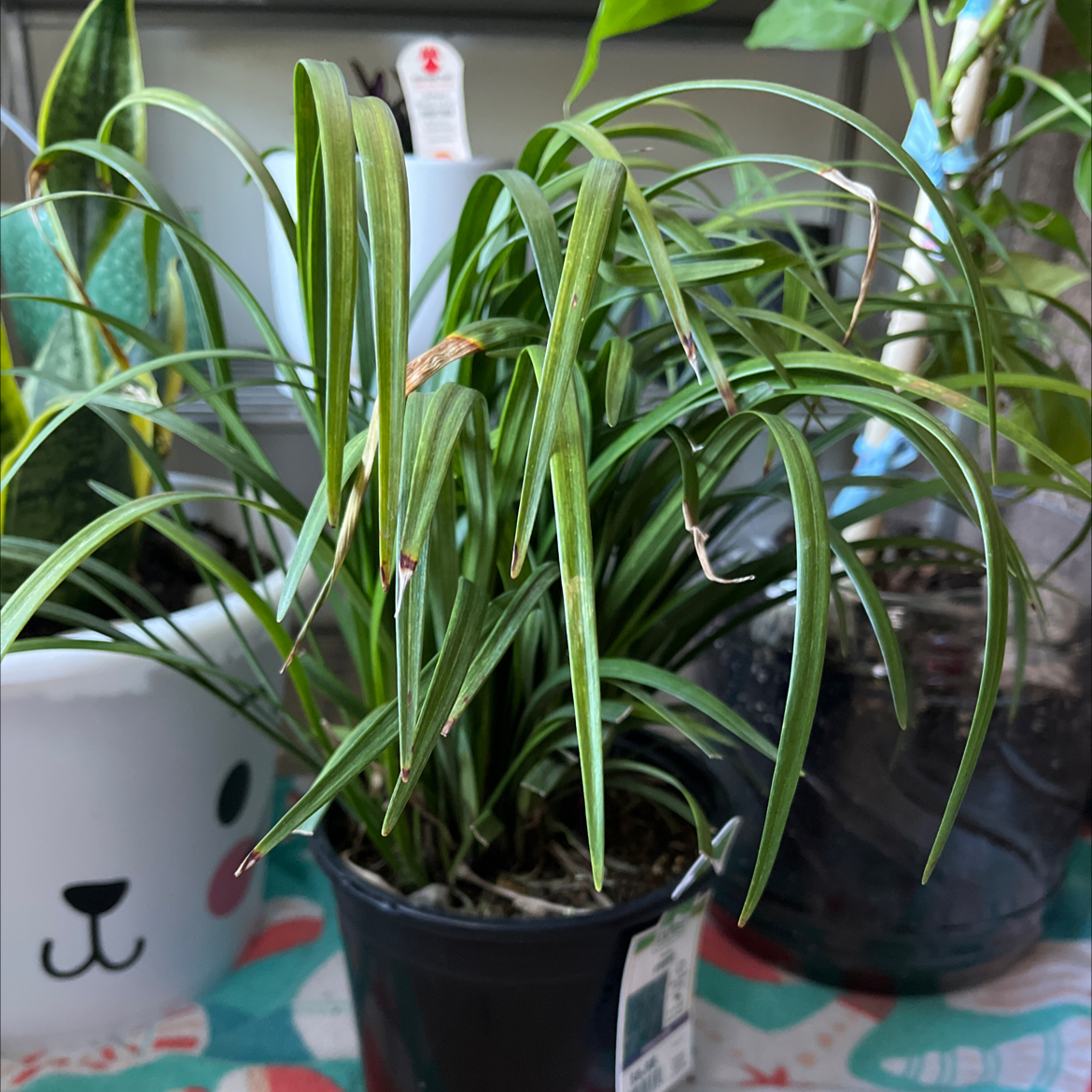 Potted Big Blue Lilyturf plant with narrow leaves, minor browning at tips, indoors with other plants in background.
