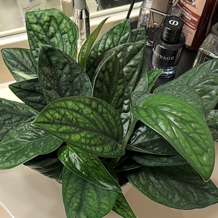 Photo of the plant species Alexa by @ChosenBuroak named Kesha on Greg, the plant care app