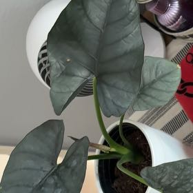 Photo of the plant species Alocasia Reginae by @ChosenBuroak named Forrest on Greg, the plant care app