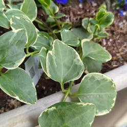 Greater Periwinkle plant
