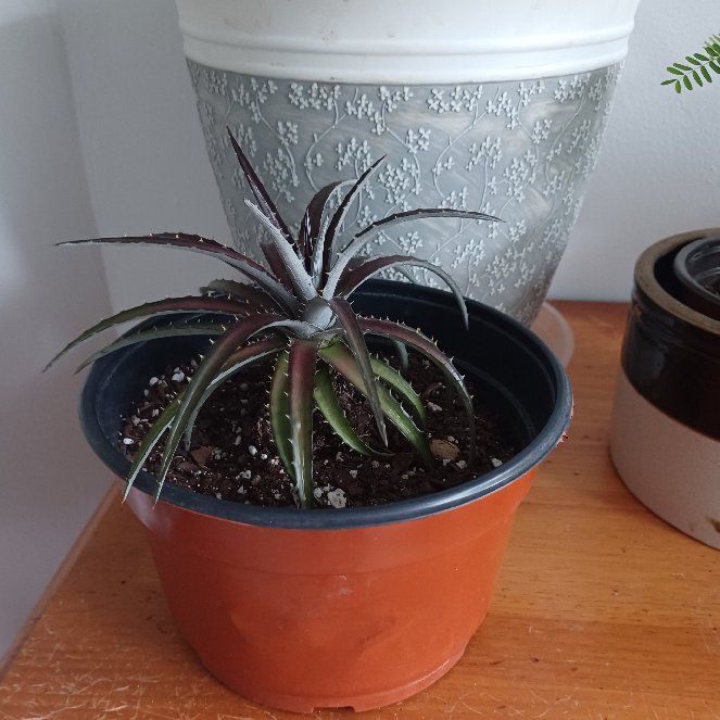 Photo of the plant species Grape Jelly Dyckia by @mamasnewest named Sanders on Greg, the plant care app