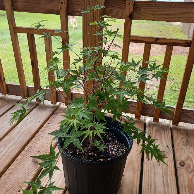 Photo of the plant species Japanese Maple by @mamasnewest named Delilah on Greg, the plant care app