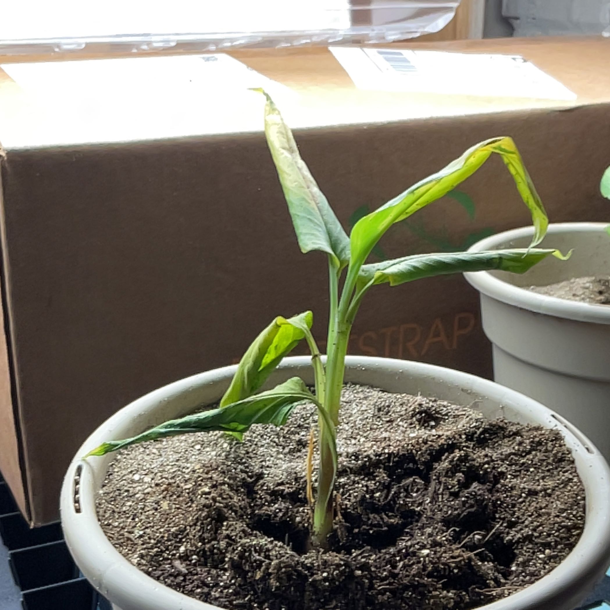 Photo of the plant species White Turmeric by @SnazzyDill named Kendall on Greg, the plant care app