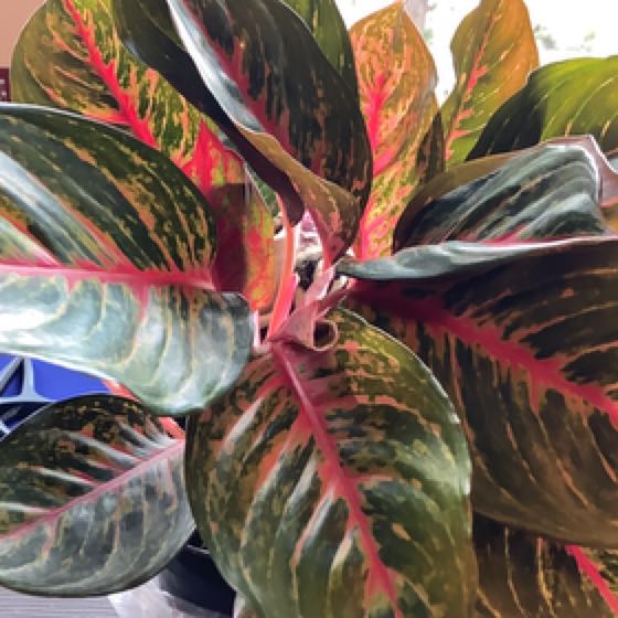 Plant care for Chinese Evergreen on Greg, the plant care app