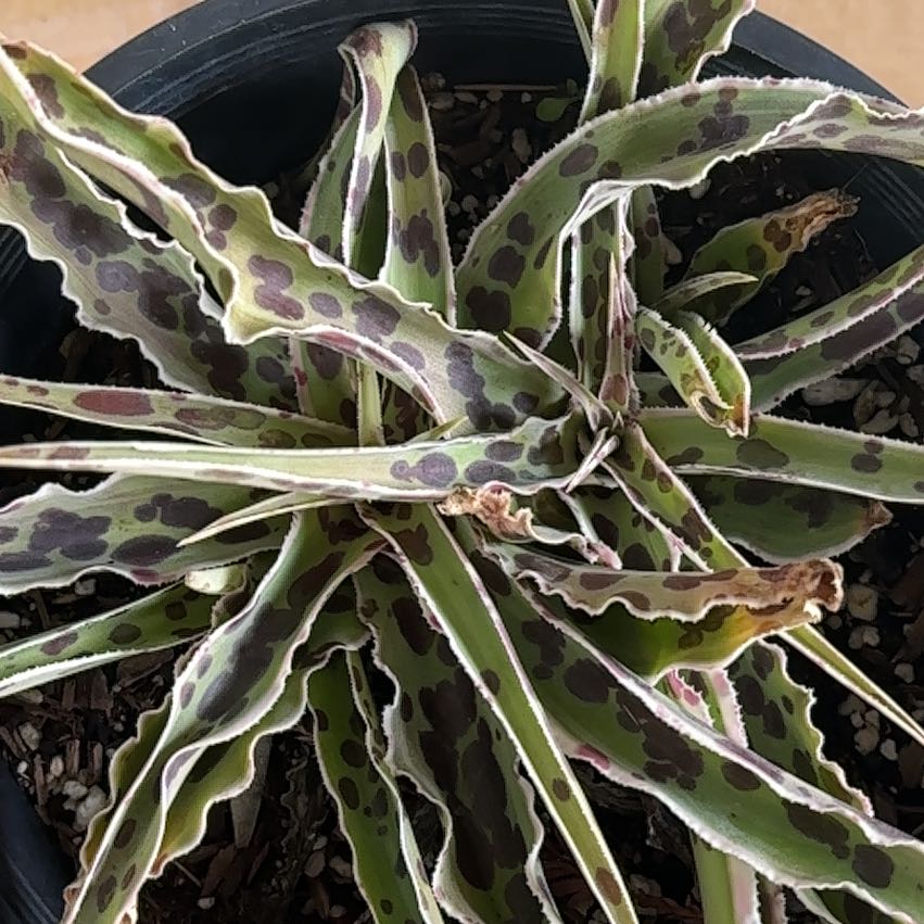 Photo of the plant species Manfreda undulata 'Mint Chocolate Chip' by @AmiableFern named Naomi on Greg, the plant care app