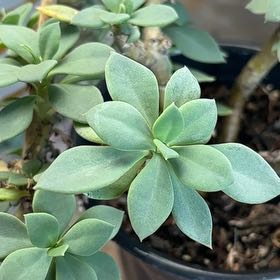 Photo of the plant species Rock Purslane by @AmiableFern named Peter Parker on Greg, the plant care app