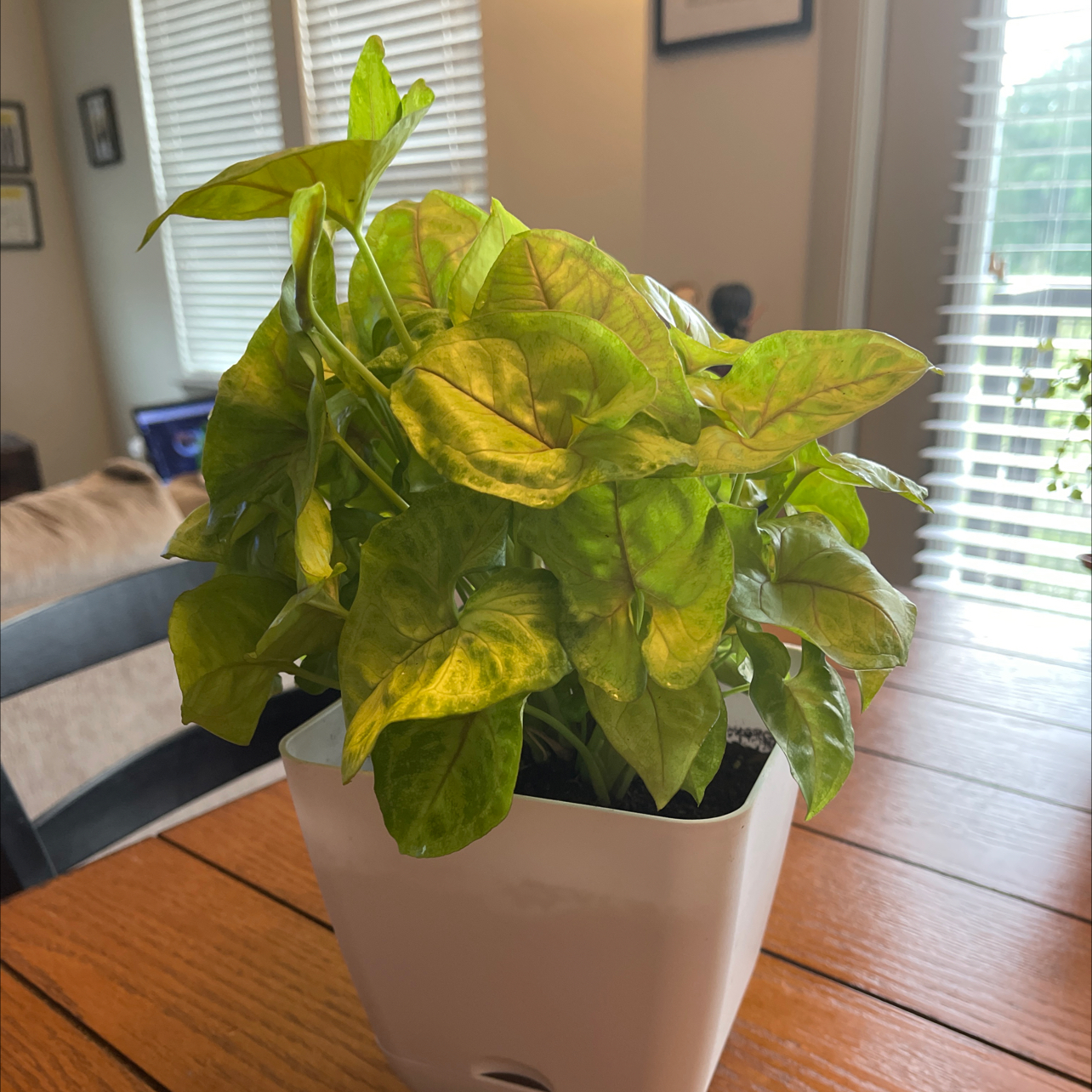 Creamsicle Arrowhead Plant in a white pot with yellowing and browning leaves on a wooden table.