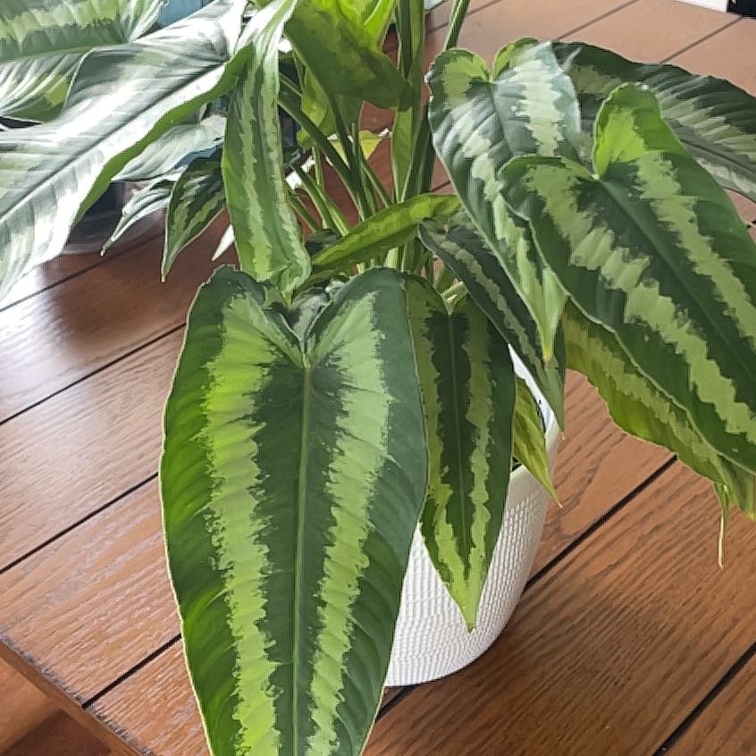 Schismatoglottis wallichii plant with vibrant variegated leaves in a white pot on a wooden surface.