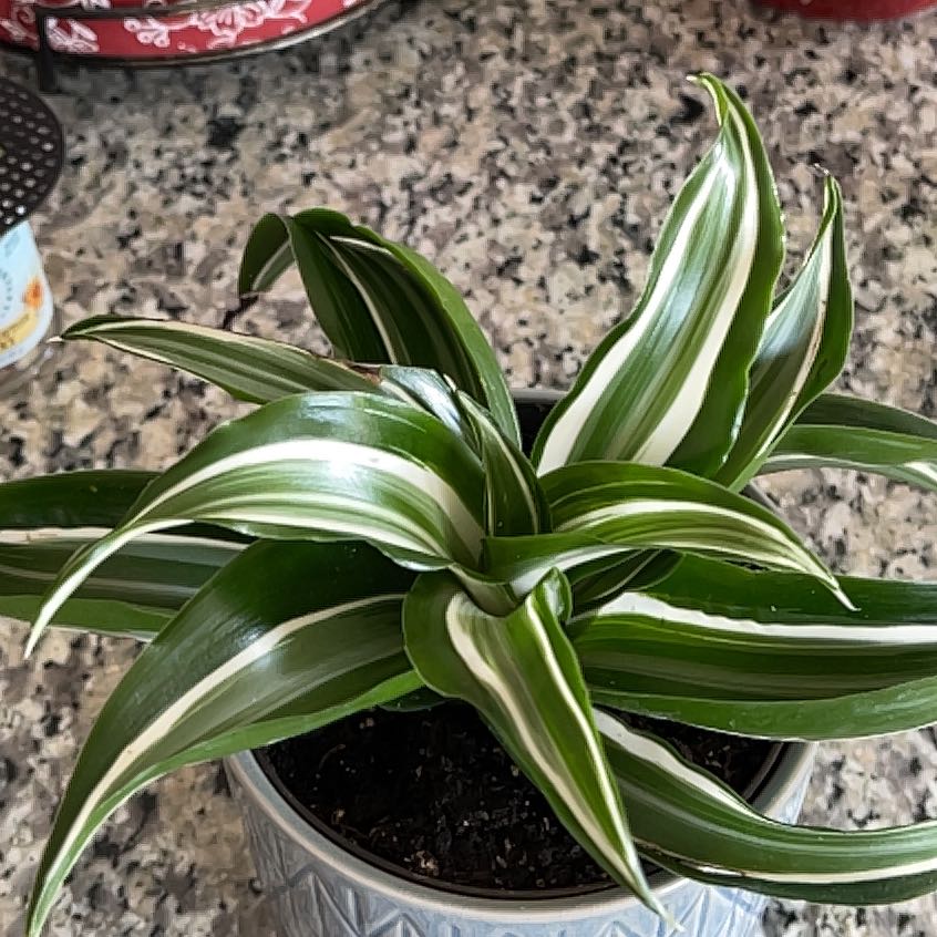 Healthy White Jewel Dracaena plant in a pot with vibrant green and white striped leaves.