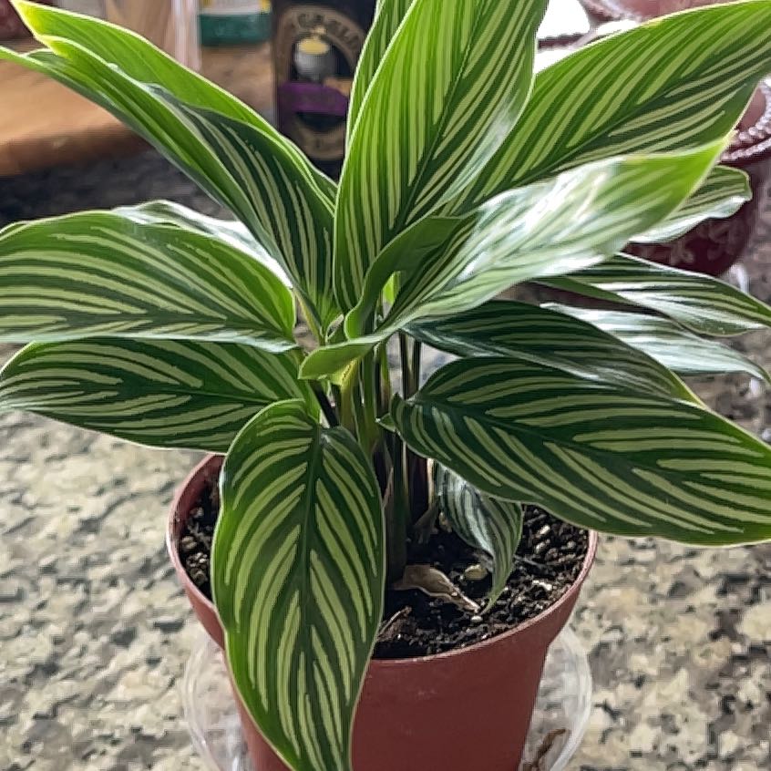 Plant care for Calathea 'Ice Blue' on Greg, the plant care app