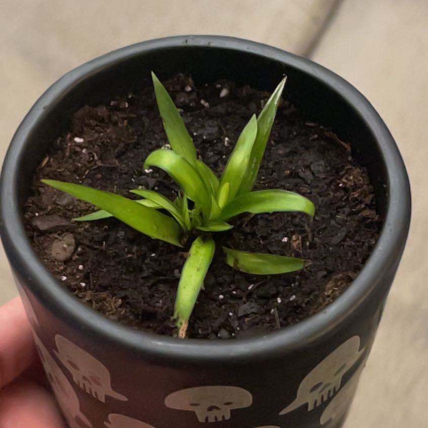 Young Hawaiian Spider Plant in a black pot with skull designs, healthy green leaves.