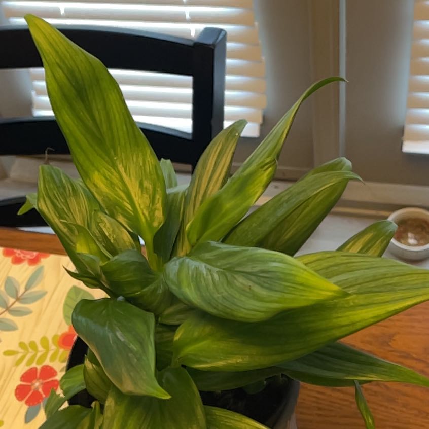 Healthy Pothos amplifolia plant with vibrant green leaves.