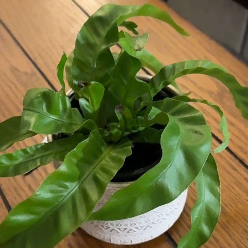 Photo of the plant species Hurricane Fern by @SecretlySelkie named Helene on Greg, the plant care app