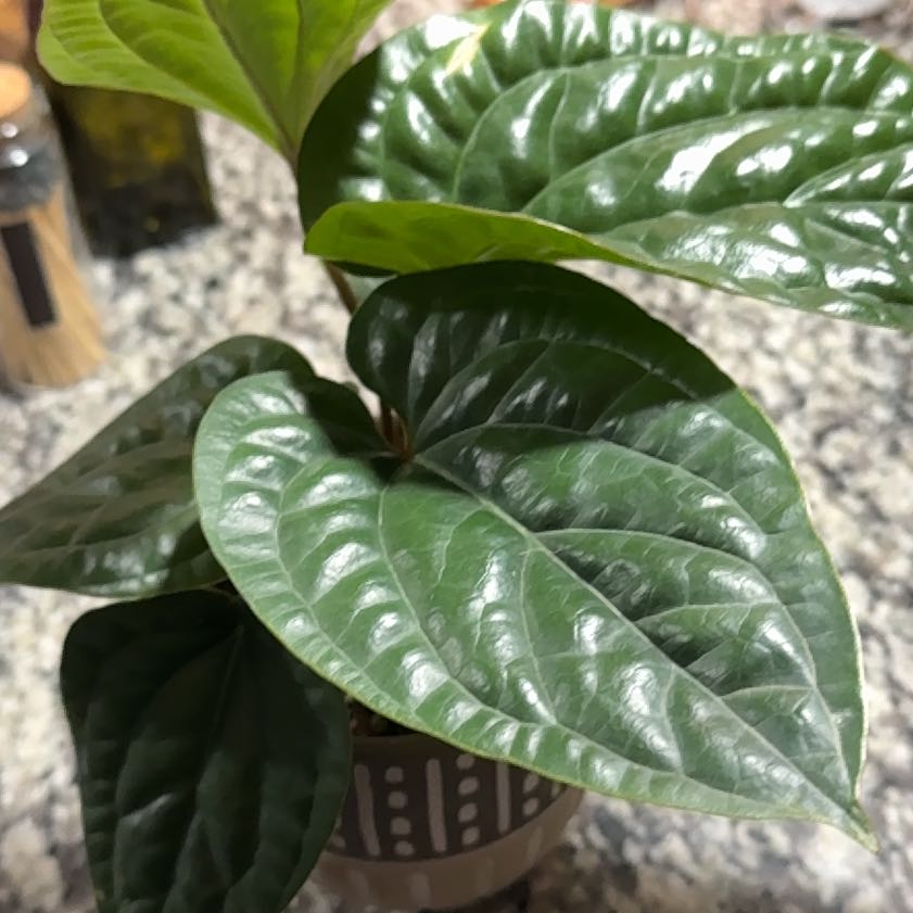 Photo of the plant species Anthurium Radicans x Luxurians by @SecretlySelkie named Vera on Greg, the plant care app